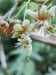 Actinidia callosa discolor