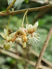 Actinidia callosa discolor