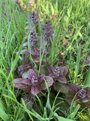 Ajuga reptans