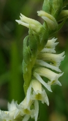 Spiranthes brevilabris