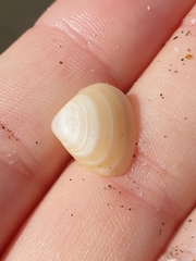 Maorimactra ordinaria
