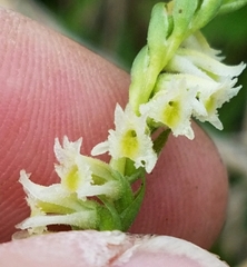 Spiranthes brevilabris