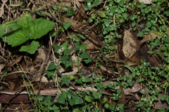 Chenopodium trigonon stellulatum