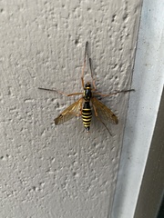 Ctenophora flaveolata