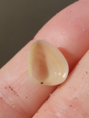 Maorimactra ordinaria