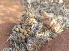 Anacampseros filamentosa