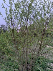 Salix