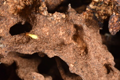 Globitermes sulphureus