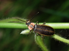 Podabrus brevicollis