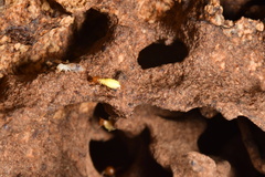 Globitermes sulphureus