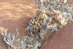 Anacampseros filamentosa