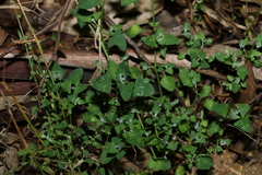 Chenopodium trigonon stellulatum