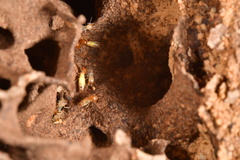 Globitermes sulphureus