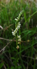 Spiranthes brevilabris