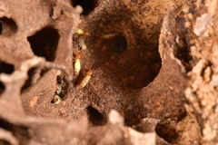 Globitermes sulphureus