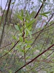 Salix