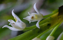 Maxillaria alba