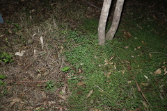 Chenopodium trigonon stellulatum