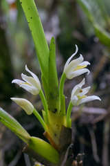 Maxillaria alba