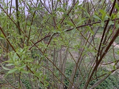 Salix