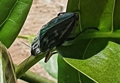 Chalcophora mariana massiliensis