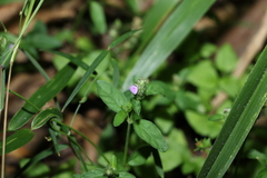 Rostellularia obtusa