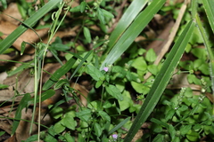 Rostellularia obtusa