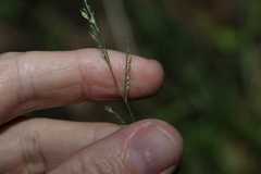 Eriochloa pseudoacrotricha