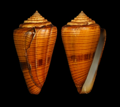 Conus cedonulli