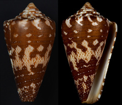 Conus cedonulli