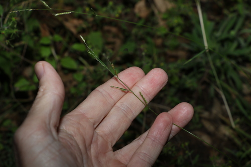 Image of Eriochloa pseudoacrotricha by (c) Greg Tasney, some rights reserved (CC BY-SA)