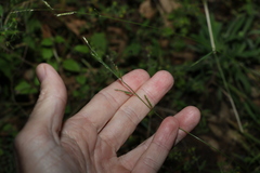 Eriochloa pseudoacrotricha