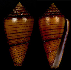 Conus cedonulli