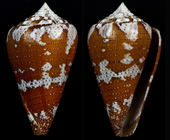 Conus cedonulli