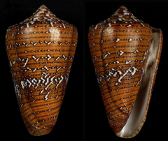 Conus cedonulli
