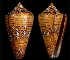 Conus cedonulli