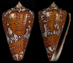 Conus cedonulli