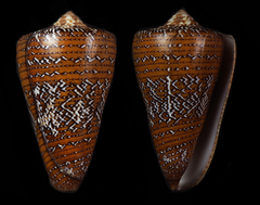 Conus cedonulli