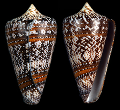 Conus cedonulli