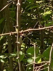 Dendrocopos major