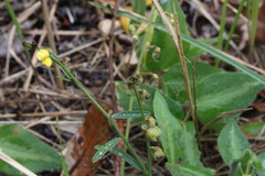 Crotalaria montana angustifolia