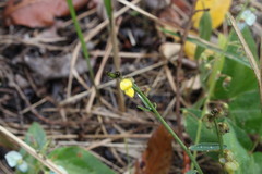 Crotalaria montana angustifolia