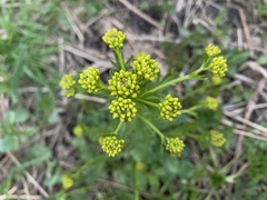 Barbarea vulgaris