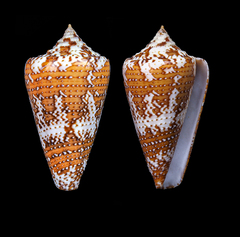 Conus cedonulli