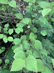 Corylopsis