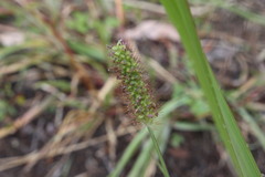 Setaria surgens