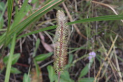 Setaria surgens