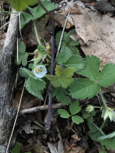 jahoda trávnicová (Fragaria viridis)