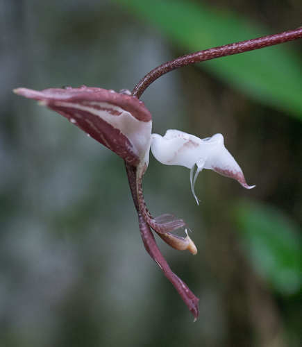 Gongora leucochila