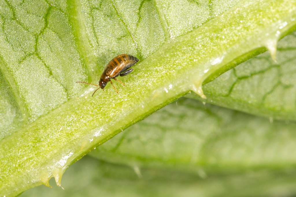 Longitarsus strigicollis